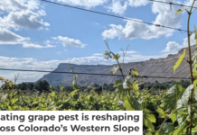 Colorado’s $3.9 billion wine industry is threatened by a tiny aphid. Courtesy of Charlotte Oliver